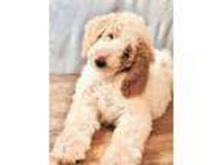 Goldendoodle Puppy for sale in Shelbyville, IL, USA