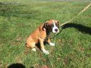 Boxer Puppy for sale in Berlin, NJ, USA