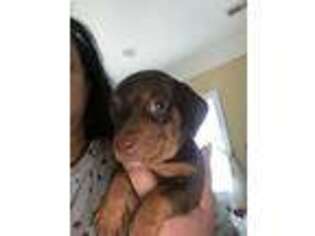Dachshund Puppy for sale in Lexington, NC, USA