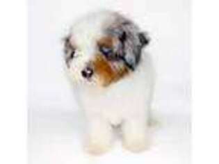 Mutt Puppy for sale in Ligonier, PA, USA