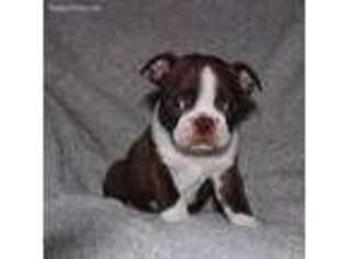 Boston Terrier Puppy for sale in Gordon, TX, USA