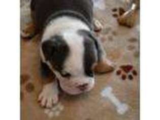 Bulldog Puppy for sale in Peoria, IL, USA