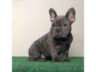 French Bulldog Puppy for sale in Willingboro, NJ, USA