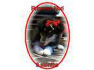 Collie Puppy for sale in Kinross, IA, USA