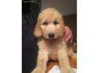 Goldendoodle Puppy for sale in Deerfield, WI, USA