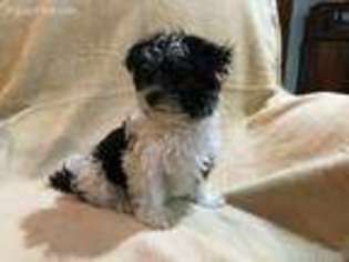 Biewer Terrier Puppy for sale in Unknown, , USA