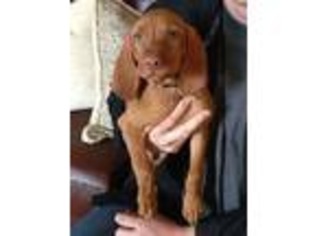 Vizsla Puppy for sale in Pleasant Grove, UT, USA