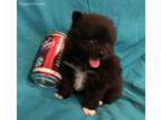 Pomeranian Puppy for sale in Weir, MS, USA