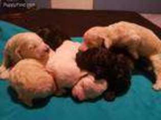 Goldendoodle Puppy for sale in Vidor, TX, USA