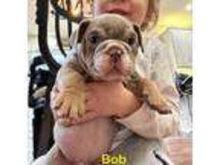 Bulldog Puppy for sale in Metamora, MI, USA