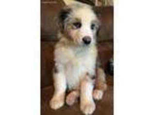 Australian Shepherd Puppy for sale in Greenville, MS, USA