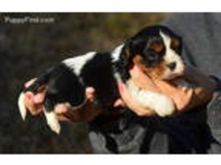 Cavalier King Charles Spaniel Puppy for sale in Pell City, AL, USA