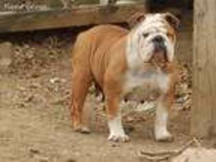 Bulldog Puppy for sale in Bevier, MO, USA