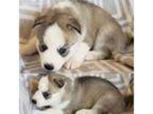Siberian Husky Puppy for sale in Rockford, MN, USA