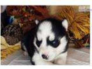Siberian Husky Puppy for sale in Springfield, MO, USA