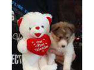 Shetland Sheepdog Puppy for sale in Williamsburg, VA, USA