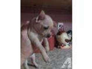 Bulldog Puppy for sale in NICHOLLS, GA, USA