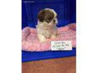 Mutt Puppy for sale in Clayton, IL, USA