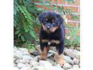 Rottweiler Puppy for sale in Shreve, OH, USA