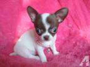 Chihuahua Puppy for sale in YONKERS, NY, USA