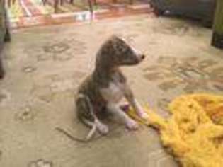 Whippet Puppy for sale in Evansville, IN, USA