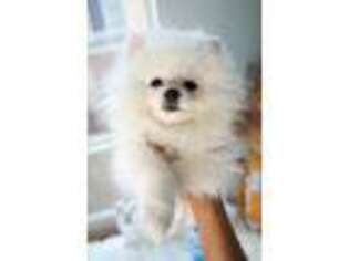 Pomeranian Puppy for sale in West Hollywood, CA, USA