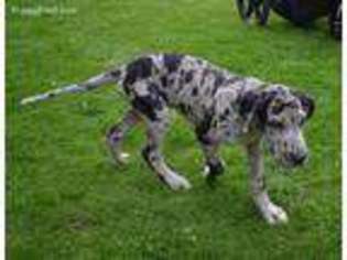Great Dane Puppy for sale in Belgrade, MN, USA