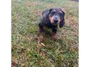 Dachshund Puppy for sale in Yonkers, NY, USA