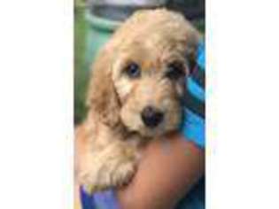 Mutt Puppy for sale in Freeport, IL, USA