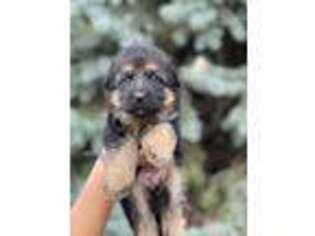 German Shepherd Dog Puppy for sale in Chariton, IA, USA