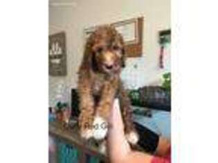 Goldendoodle Puppy for sale in Chaptico, MD, USA