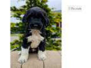 Portuguese Water Dog Puppy for sale in Canton, OH, USA