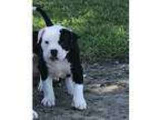 American Bulldog Puppy for sale in Edgewood, IL, USA