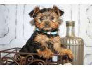 Yorkshire Terrier Puppy for sale in Havana, AR, USA
