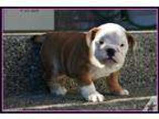 Bulldog Puppy for sale in AUBURN, WA, USA