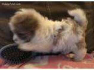 Shih-Poo Puppy for sale in Cullman, AL, USA