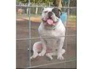 American Bulldog Puppy for sale in Sulphur Springs, TX, USA