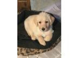 Labradoodle Puppy for sale in Greensburg, KY, USA