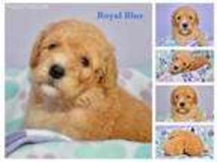 Goldendoodle Puppy for sale in Jefferson, NC, USA