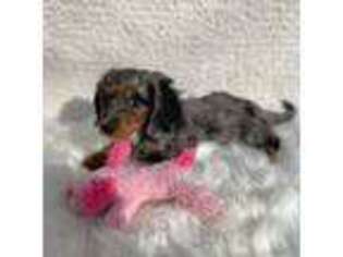 Dachshund Puppy for sale in Excelsior Springs, MO, USA