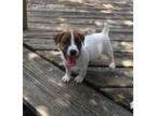 Jack Russell Terrier Puppy for sale in Wills Point, TX, USA