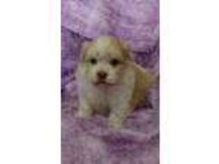 Havanese Puppy for sale in Carson, CA, USA