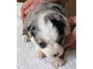 Miniature Australian Shepherd Puppy for sale in Burlington, NC, USA