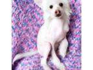 Chinese Crested Puppy for sale in Fort Payne, AL, USA
