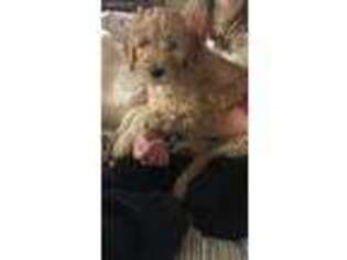 Goldendoodle Puppy for sale in Hartland, WI, USA