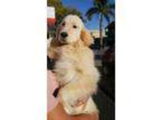 Mutt Puppy for sale in Delray Beach, FL, USA