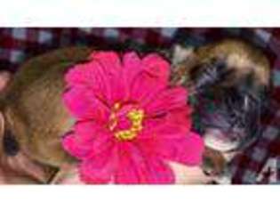 Boxer Puppy for sale in HUNTSVILLE, TX, USA