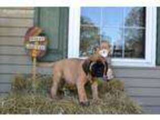 Mastiff Puppy for sale in Glasgow, KY, USA