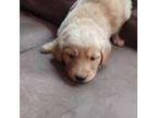Golden Retriever Puppy for sale in Leland, NC, USA