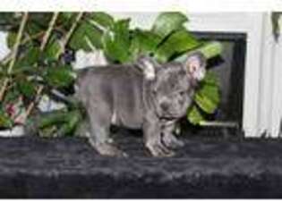French Bulldog Puppy for sale in Ocean City, NJ, USA